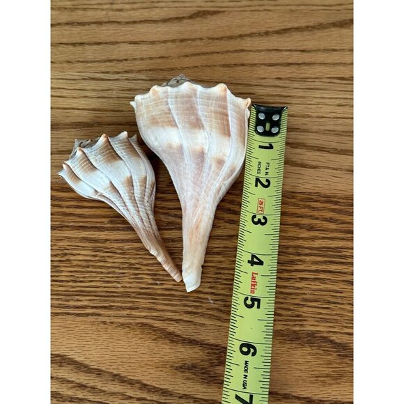 Pair Of Natural Ridged Seashells Sinistrofulgur perversum the lightning whelk - Picture 13 of 14